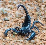 Black scorpion in desert environment.